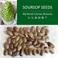 Soursop seeds 50pcs, benih durian belanda 50biji，红毛榴莲种子 50粒
