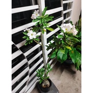 Adenium Kemboja Desert Rose(Id Putih Ori)