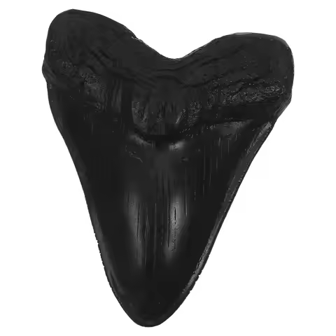 Resin Giant Megalodon Tooth Simulation Realistic Study Specimen Paleontology Exhibit Display