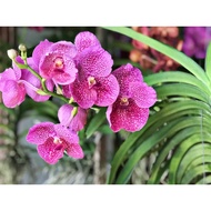 Ornamental Vanda Pink Orchid Potted Flower Plant - Fresh Gardening Indoor Plant Outdoor Plants for Home Garden