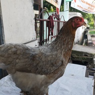 Indukan Import Ayam Brahma Betina Blue Usia 1.3 Tahun