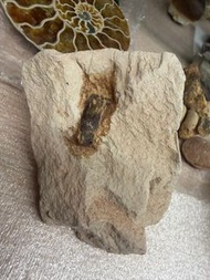 上龍亞目-牙齒化石圍岩