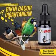 Terjangkau G-Spot | Gspot G Spot Vitamin Suplemen Penggacor Burung