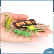 Pelune Insects Grasshopper Growth Playset Child Education Biology Toys Themed Party