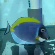 TERLARIS IKAN HIAS AIR LAUT BOTANA BIRU BOBI ASLI MENTARI.AZIYAH