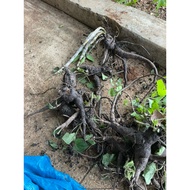 Wild ginseng type 4-5 roots 1kg