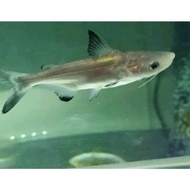 Ikan Hias Gengiskhan GK Hiu Air Tawar