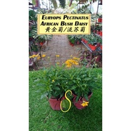 [LIVE PLANT] Euryops Pectinatus - African Bush Daisy 黄金菊/流苏菊