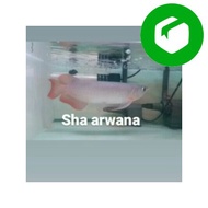 Ready Stock arwana super red metalik chili ikan arwana