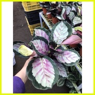 ♞,♘,♙COD! Calathea Rosy live plants with pot and soil