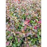 TPS - (Real Plant) Alternanthera Red /Alternanthera Merah / 满地红