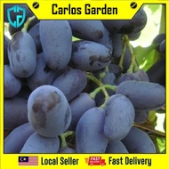 Anak Pokok Anggur Baikonur Grape Pokok Premium B uah Lebat