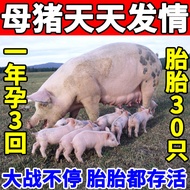 [Pig Strong] Female Pig Seductant Spray Promote Egg Aphrodisiac Pig Use Pig Aphrodisiac Pig Aphrodis