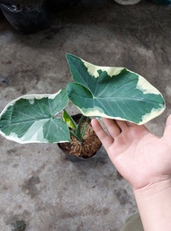 Alocasia xanthosoma mckey mouse plant - rooted - indoor or outdoor plant - rare plant
