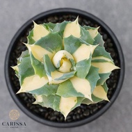 bunga hidup Agave Shoji Raijin Varigata