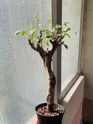 馬達加斯加_扭莖沒藥橄欖