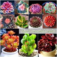[100% Original Seed] Mixed Succulent Seeds for Planting (Approx. 70 pcs/pack) Bonsai Flower Seeds Ornamental Potted Live