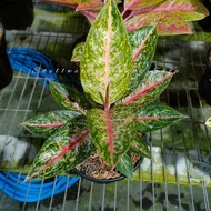 Aglaonema Astuti Rosett