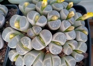 20 เมล็ด ไลทอป กระบองเพชร ไม้อวบน้ำ กุหลาบหิน แคคตัส Living Stone Lithops เพาะเมล็ด สายพันธุ์ olivaceae C109