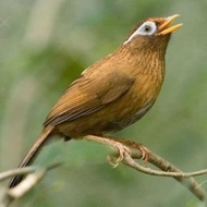 burung wambi betina