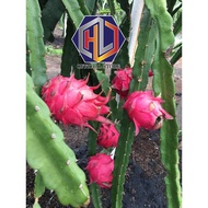 Keratan Merah Benih Anak Pokok Buah Naga / Dragon Fruits Plant(Red) / 红龙果枝條