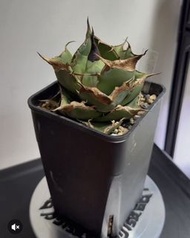 精品 黑豹仁王冠龍舌蘭 ｜稀有｜多肉植物