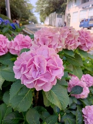 ต้นพันธุ์ ดอก ไฮเดรนเยีย  Hydrangea  พร้อมปลูกในถุงดำ  89บาท  ปลูกไฮเดรนเยีย ดอกไม้เปลี่ยนสีได้ ใช้แ