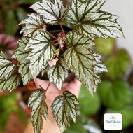 TANAMAN HIAS BEGONIA REX SILVER