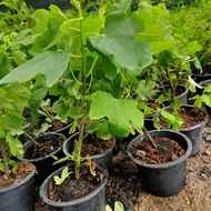 ☘POKOK TIN BLACKJACK