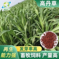 Ready Stock Quick Shipment High Dancao Grass Seed Grass Manufacturer Supply Mexican Corn Grass Seed 