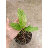 Sindo - Aglaonema Pictum Variegata Live Plant RRFX9ERM4H