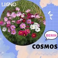 Benih Bibit Bunga Cosmos Sonata Mix