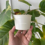 4.5oz Ice Cream Cup Plain White (50pcs+/-)