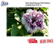 .RS. 20pcs Benih Bunga Datura / Pokok Kecubung / Purple Triple Datura Flower Seeds (重瓣 紫曼陀罗种子)