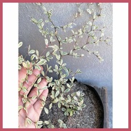 Variegated(zd{African,L$Talisay)uM}Live>pw}outdoor>vV}garden>oi}decor>iI}in?W~seed ling bag