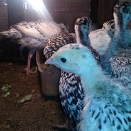 ayam kalkun - anakan ayam kalkun