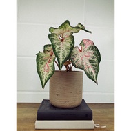 Caladium US  Peppermint Plant - Fresh Gardening Indoor Plant Outdoor Plants for Home Garden