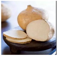 Jicama Seeds (Pachyrhizus Erosus)