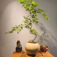 Potted Golden Stream Maple Indoor Greenery Office Shaped Maple Bonsai Floor Plant