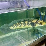 ikan hias channa yellow sentarum jumbo / maru ys / gabus hias lokal