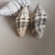 ZEBRA MALE SHELLS 3pcs