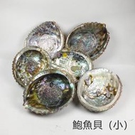 鮑魚貝殼(小) 鮑魚貝 ~可用來燒白鼠尾草或放置您的水晶及寶貝們