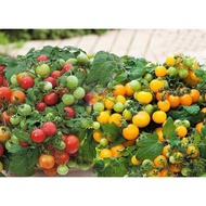 56.Dwarf Yellow Tomato Seeds 20pcs Free Normal in SG