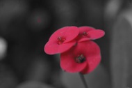 全世界最小的m43 機Still the smallest MFT 改了全彩/紅外線用 Panasonic Lumix DMC~GF-3 M43 相機 modded for IR full spect