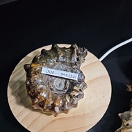 Ammonite Madagascar Rough HQ Original