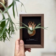 皮革製 P. veitchii 立葉銀鹿相框_送禮/收藏