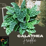 ♞Calathea Freddie Live Plants