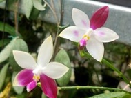 ※※蜜之鄉※※Phal.tetraspis 'C1 x Germaine Vincent var.-售圖6-上板680元