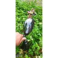 Sepion X1 yamaha125zr,fiz R,fiz z,fiz Carbon forget