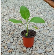 Anak Pokok Terung Panjang/Eggplant